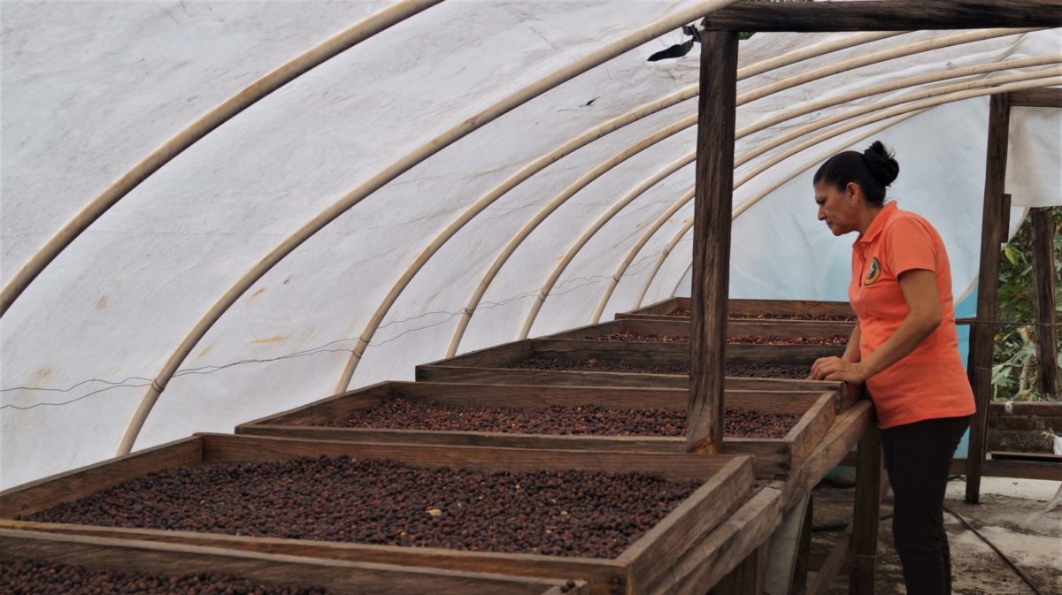 07_Rosa en la zona donde secan el fruto de café