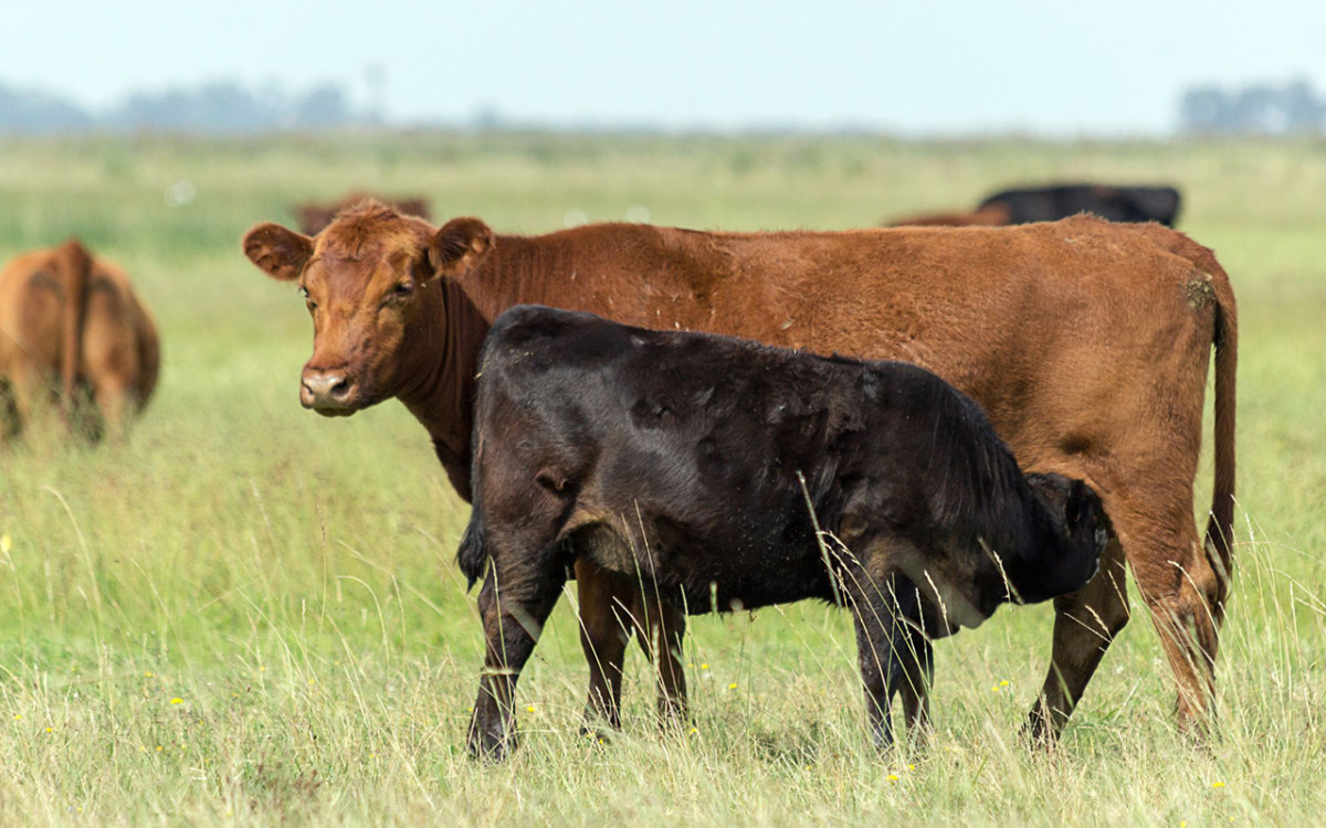 SantaMaria2bocado_Uriguay