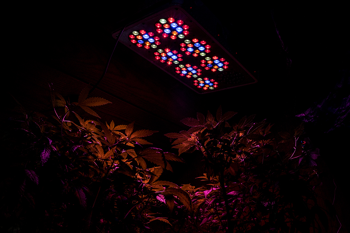 entrevista_cannabis_IsabelBriseno_PdP