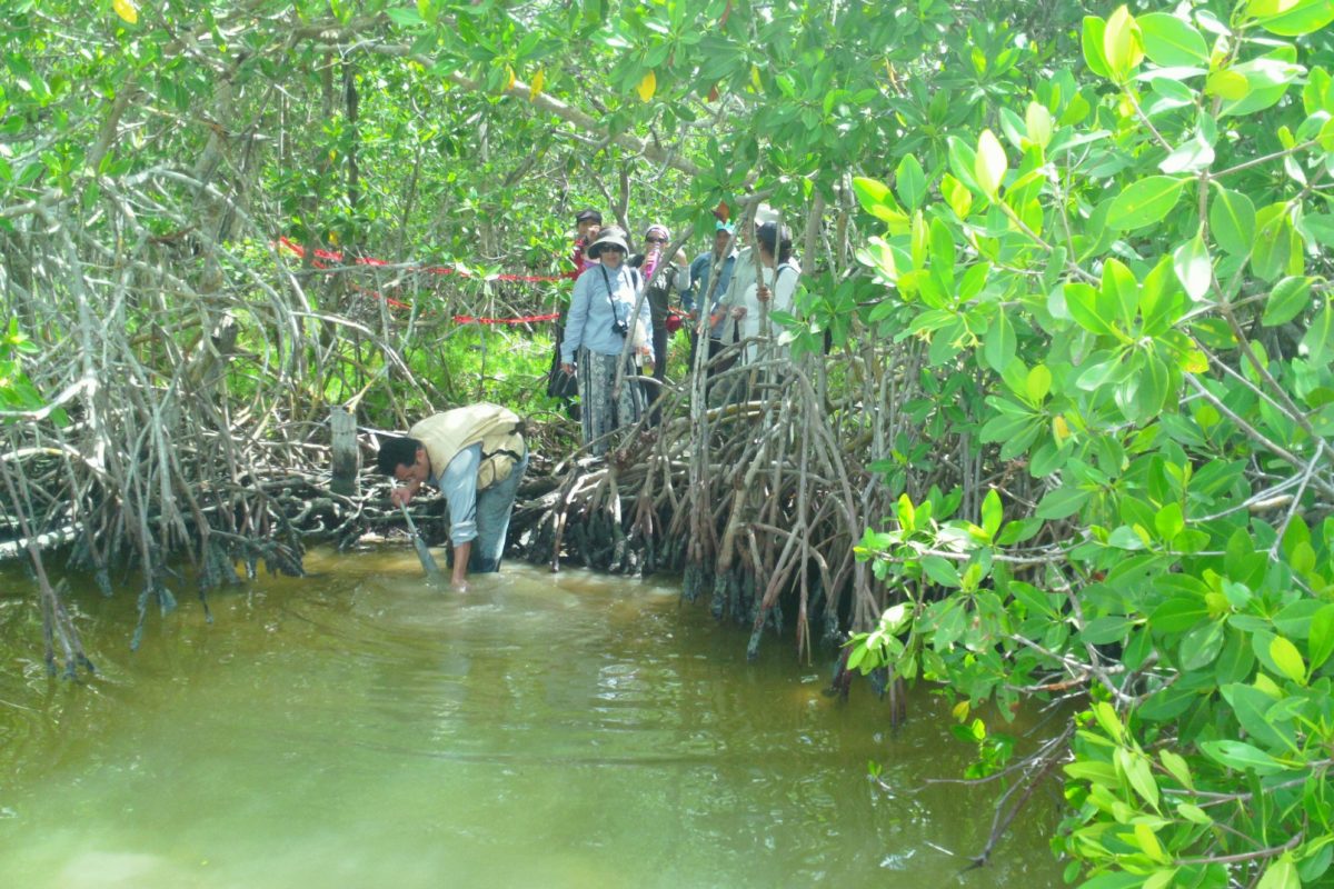 manglar-mexico-8-1200×800
