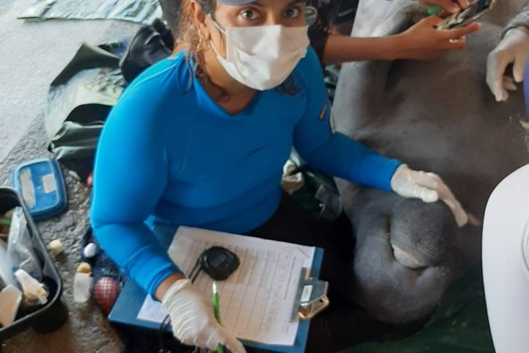 Elizabeth-Hernandez-Osorio-manati-Tayrona-Colombia-3-768×512-1