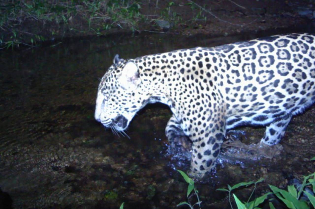 Mongabay_reservachamelacuixmala_jaguar