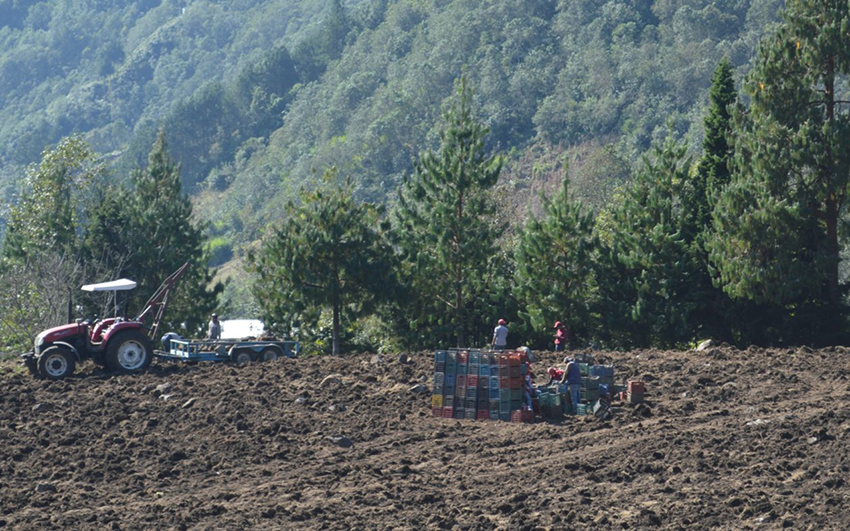 La_marea_papas_Yausi_Mora1