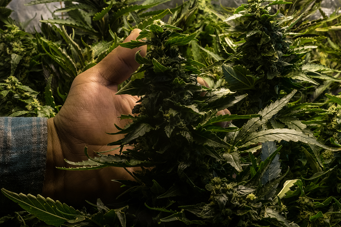 entrevista_cannabis_IsabelBriseno_PdP6