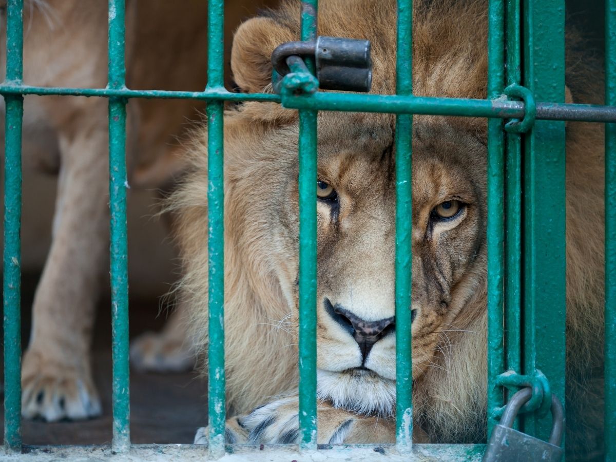 De santuario a prisión animal. Claves del caso Black Jaguar White Tiger |  Zona Docs