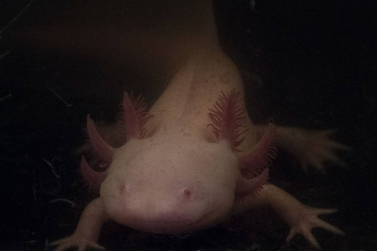 pdp_axolotes_isavelbriseno