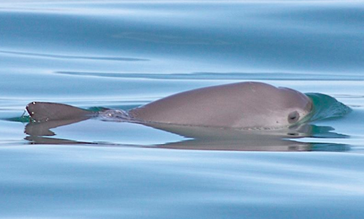 Vaquita-Marina_1_Mongabay10