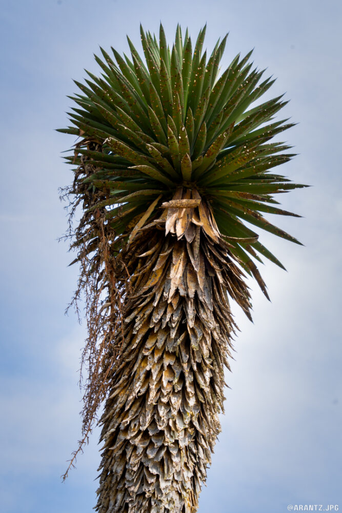 Yucca -14