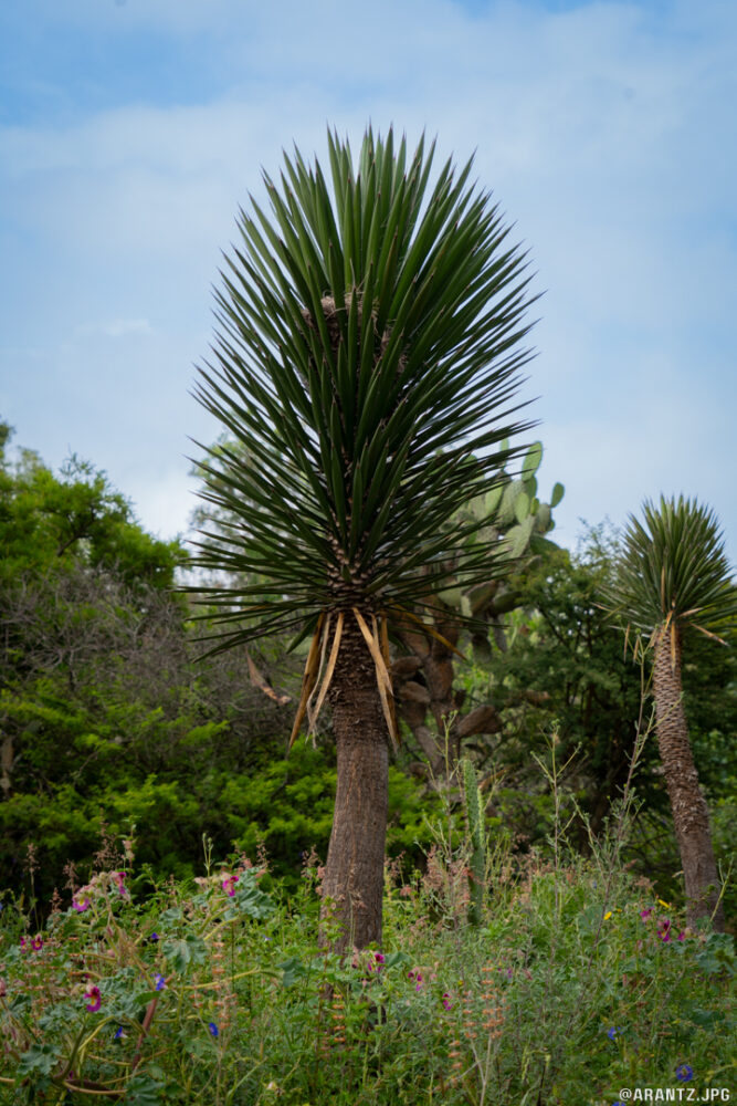 Yucca -3