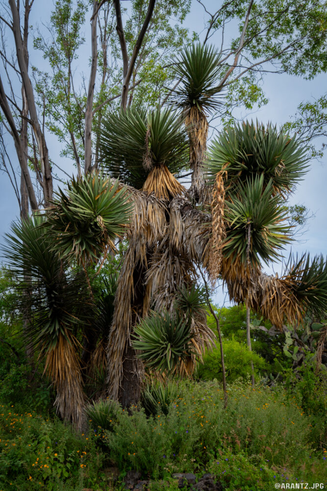 Yucca -4