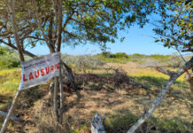 Chelem: el manglar entre la conservación y la tala