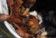 Celestún pide reforzar vigilancia ante pesca furtiva de pulpo maya; estiman unos 150 pescadores involucrados