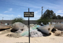 Nuevo polígono para la vaquita marina avanza sin consulta pública ni consenso social